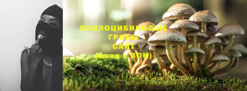 Галлюциногенные грибы Psilocybe  Канаш 