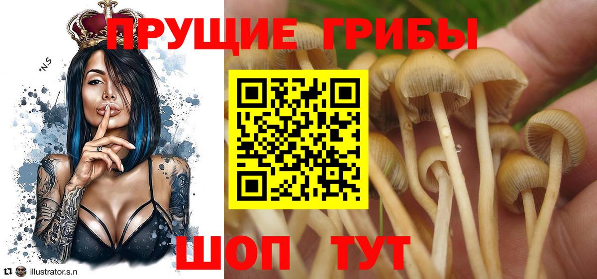 Галлюциногенные грибы Magic Shrooms  Вход с VPN  Канаш  Галлюциногенные грибы Cubensis 