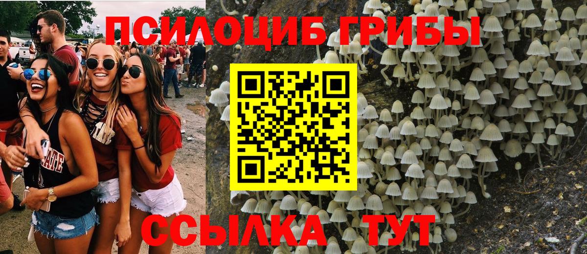 Псилоцибиновые грибы Psilocybine cubensis Канаш